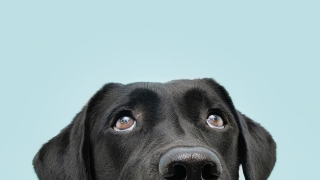 Hundehaftpflicht: So sicherst Du Dich für unter 60€ im Jahr ab